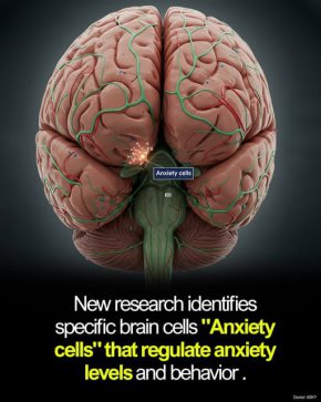 Учени откриха мозъчни клетки, които регулират тревожността