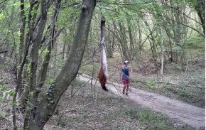  Мъж тича и разхожда куче при примамките за хищника в Шуменското плато 