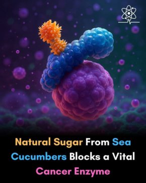  Морски краставици с потенциал срещу рака: Учени откриха мощни природни съединения