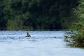 Велека, общ. Царево, където Странджа прегръща  морето: ФОТО НА ДЕНЯ   

сн. Райко Чалков  