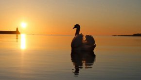  Лебедът Калистрати по изгрев