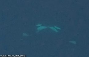 За първи път заснеха косатки да се "целуват" в дивата природа