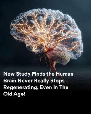   Възрастните хора продължават да произвеждат нови неврони в хипокампуса: Проучване