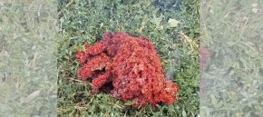 Странен обект с неясен приозход падна в Якоруда