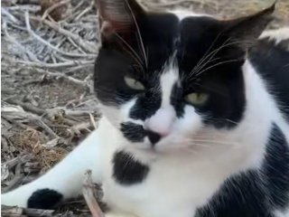 Туристически бум на Крит заради дебел котарак