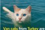    Ванските котки са единствените котки, които обичат да плуват: Бърз факт