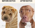 Смях: Преди ботокс, след ботокс