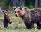 Мечка с малко мече е нападнала мъж в Девинско