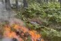 Пожарът в Национален парк Рила се разраства 