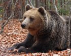 Мечка стръвница удуши 3 агнета край Сопот 