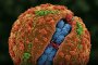 Пробив в лечението на ХИВ чрез CRISPR премахва вирусната ДНК от човешки клетки