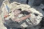 Откриха фосил на нов вид мегараптор, погълнал крокодил