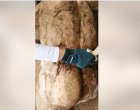 Херакъл от Хераклея Синтика е държал трите ябълки от градината на Хесперидите