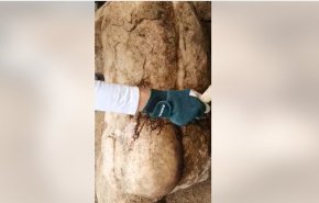 Херакъл от Хераклея Синтика е държал трите ябълки от градината на Хесперидите