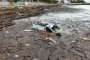 Ограничават достъпа до Елените