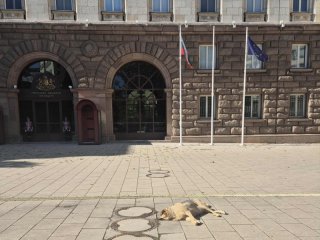 Бездомните кучета се връщат в центъра на София след 12 г.