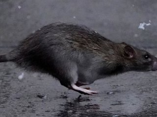 Бум на плъхове в софийския Лозенец