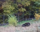 Две мечки намериха нов дом в ПАРК ЗА МЕЧКИ Белица