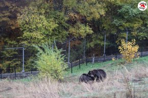   Две мечки намериха нов дом в ПАРК ЗА МЕЧКИ Белица 