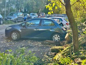 Дърво падна върху автомобили в кв. Младост заради бездействие на Общината