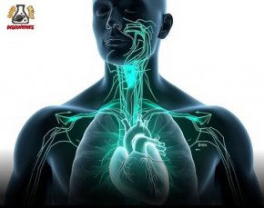 Спане на лявата страна – за по-добър дренаж, кръвоток, черен дроб и мозъчно здраве