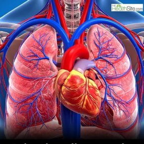 Човешкото сърце е способно на клетъчно обновяване:Учените