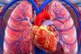 Човешкото сърце е способно на клетъчно обновяване:Учените