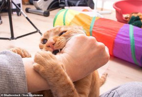 Можеш ли да говориш „котешки“? Направи теста и виж