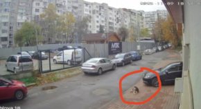 Прегазилият куче в София е от Северна Македония, не се крие и признава за случилото се 