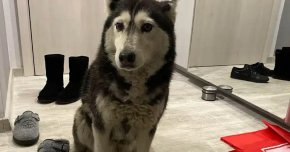 Мъжът, блъснал куче в кв. Разсадника, е обвинен в умишлено проявена жестокост 