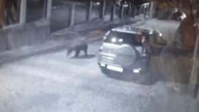 Денонощни патрули в Карлово заради забелязаната мечка