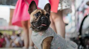 Мопсът във Великобритания ще промени външния си вид до 10 години