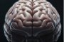 Забравянето може да е признак за по-висок интелект: Изследване
