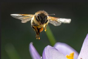Учени откриха „естествен ботокс“ в пчелната отрова, който подмладява лицето за по-малко от месец