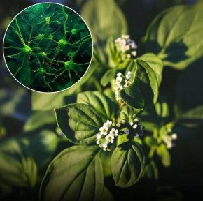 Босилек на перваза носи спокойствие и фокус