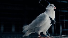  Гълъби като дронове посредством чип в Русия