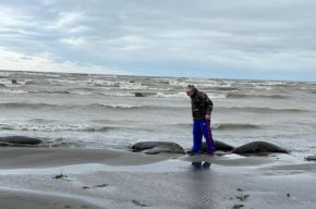 На брега на Каспийско море са открити над 320 мъртви тюлена