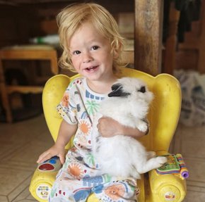 2-годишно дете загина, нападнато от питбула на семейството на гръцки остров