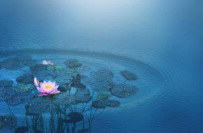 
Аз съм перфекционист, което означава, че често съм неблагодарен. - Елизабет Бард