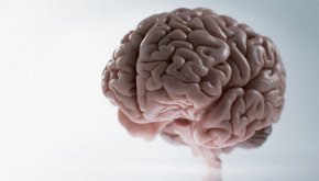 Дори на 80 години мозъкът ви създава по 700 нови клетки всеки ден