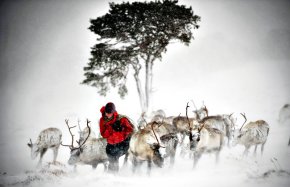 Почти половината от северните елени са изчезнали