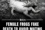 Женските жаби се преструват на мъртви, за да избегнат чифтосване с мъжки, които не намират за привлекателни: Бърз факт