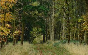 Британските гори са пълни с микропластмаси във въздуха: Експерти