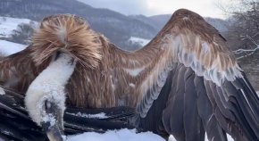 Отровиха 7 лешояда край Котел 