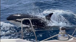 Пиратският „Гладиатор“ – косатките в Гибралтарския проток говорят на уникален език, непознат на науката