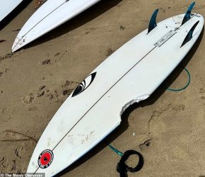 4 атаки на акули в Сидни за два дни: Учени предупреждават за опасността след силни дъждове