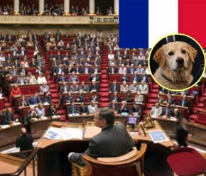 Франция засилва наказанията и действията срещу изоставянето на домашни любимци