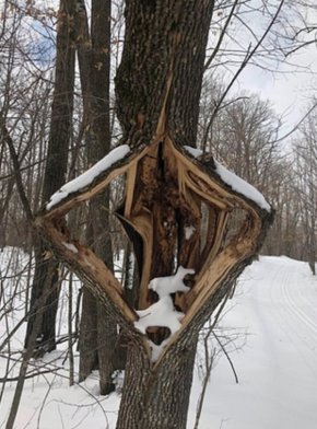 Американци в 6 щата предупредени за „експлодиращи дървета“ при рекордно студено време