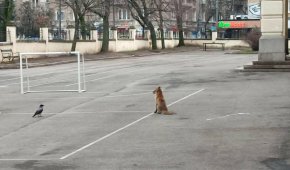   Лисица в центъра на София: ФОТО НА ДЕНЯ