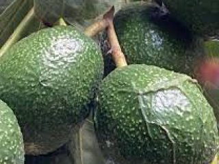 Какво означава "авокадо"? От анатомията е, не е "адвокат"...